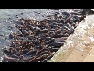 Amazing catfish in india