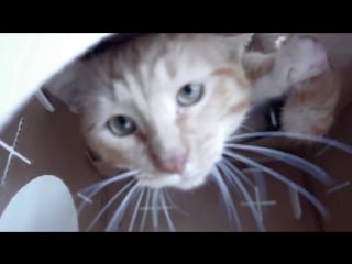 A day at poopy cat office