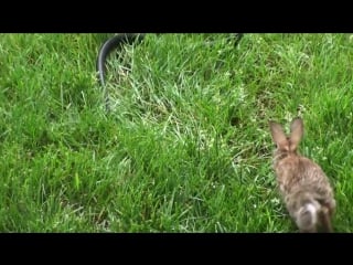 Rabbit vs snake porn videos - BEST XXX TUBE