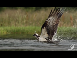 An osprey fishing in spectacular super slow motion highlands scotlands wild heart