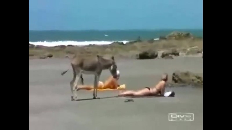 Баба и осел