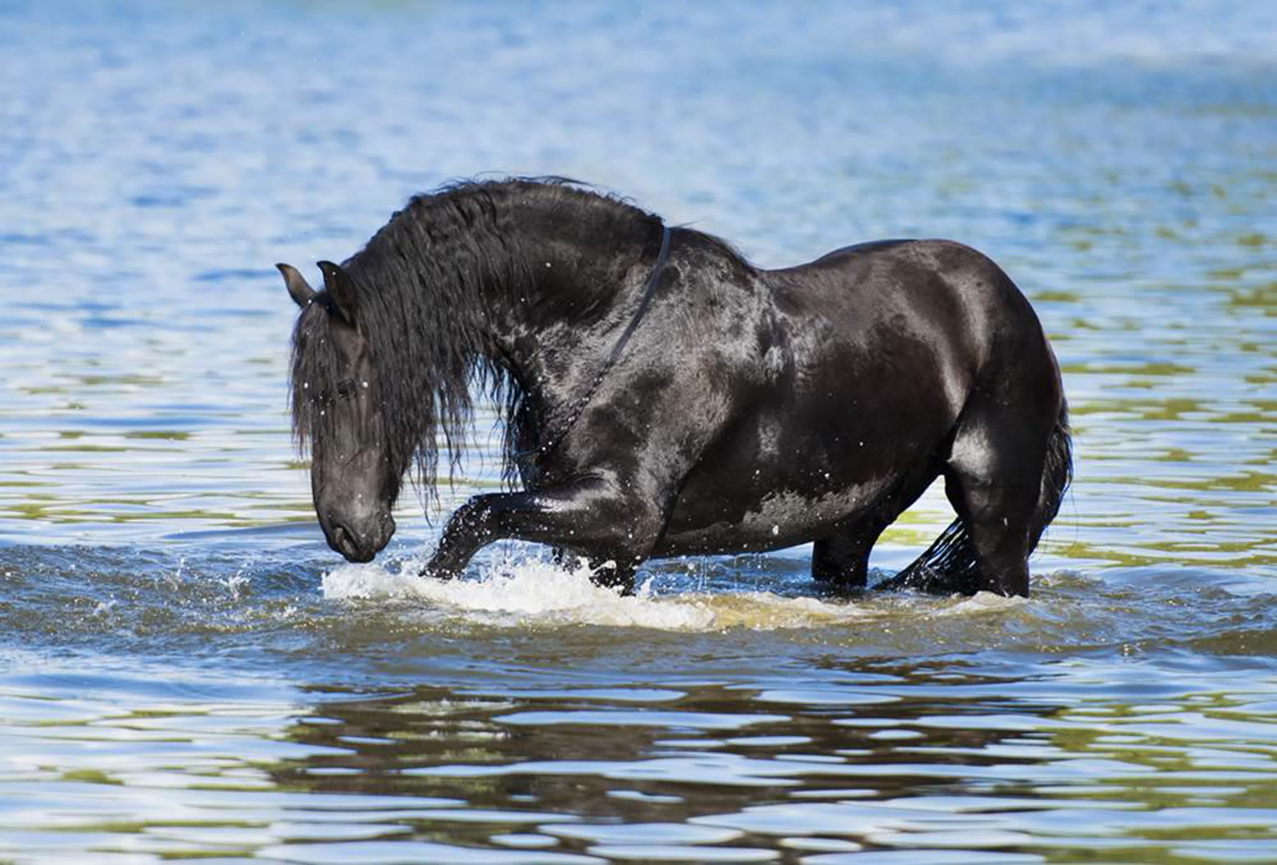 Лошадиная вода