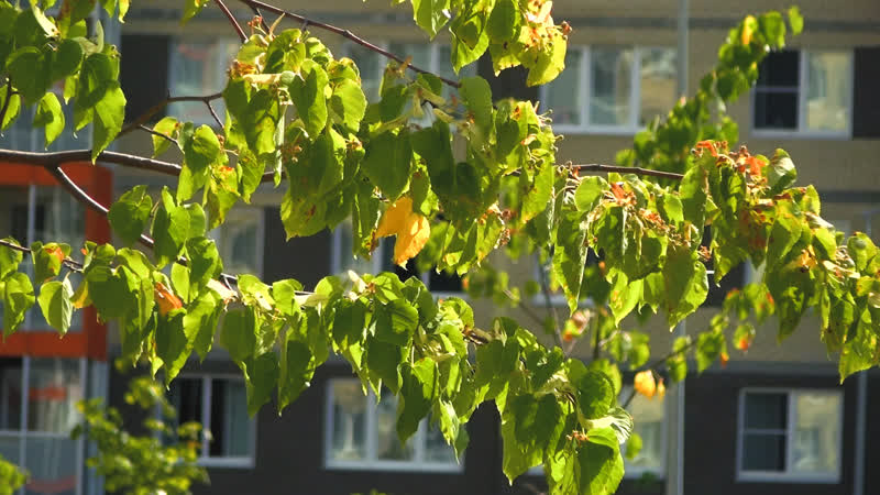 Молодо зелено