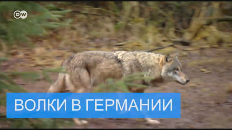 Немецких фермеров пугают волки