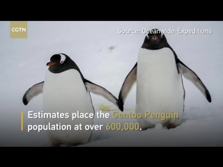 Penguin troublemakers act naughty at weigh in