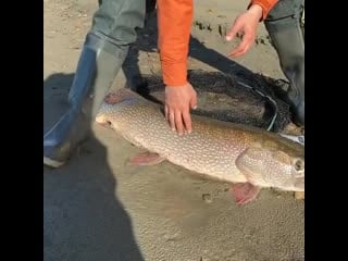 Огромная щука