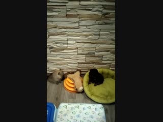 Vid 20181206 160001 mp4