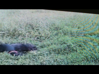 Одри обожает играть со сваей подругой таксой соней