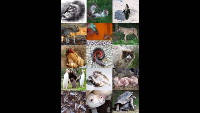 Брачные отношения моногамия, полигамия, полиандрия