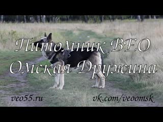 Питомник вео омская дружина