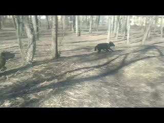 Vid 20200404 154207(0) mp4