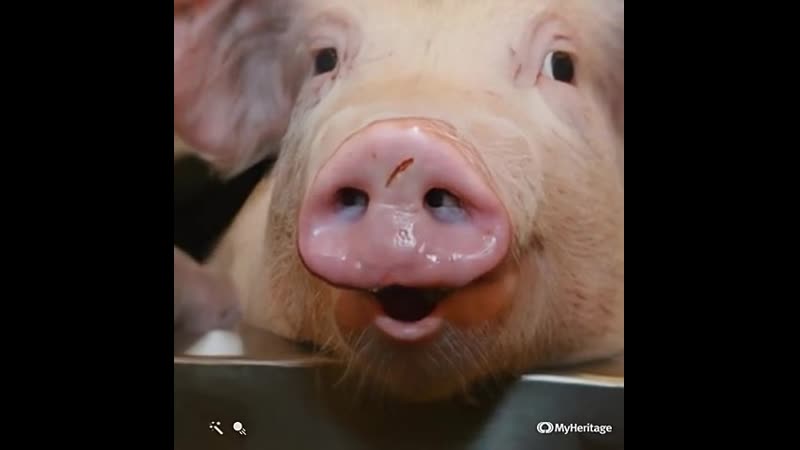 Нейросеть попыталась оживить фото хрюши, но всё перепутала