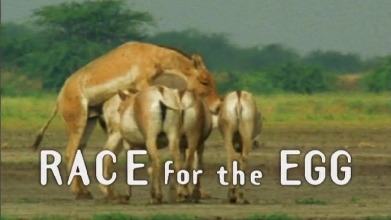 3 наперегонки к яйцеклетке / race for the egg (брачные игры в мире молодые / battle of the sexes in the porn world) 1999