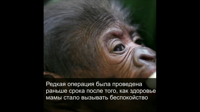 Горилла, рожденная при помощи кесарева сечения