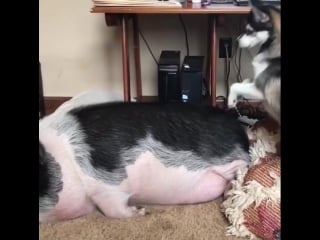 Лайка пристает к свинье