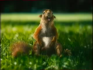 Подружки чака