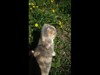 Гуляем с мартой❤