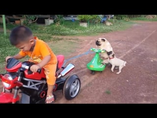 Pug puppy wants back on the motorcycle