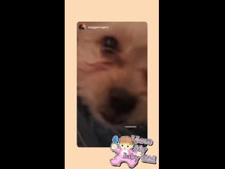 Инстасторис камилы