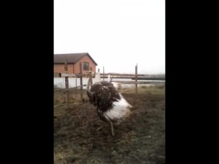 Фрося танцует