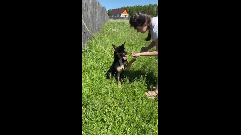 Лари дает лапку