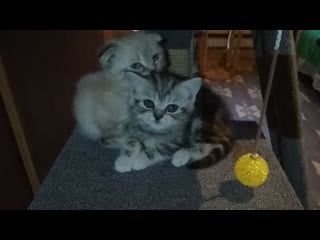 Котятки отдыхают