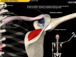 Dumbbell side lateral raise