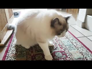 Ragdoll cat video