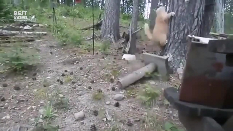 Храбрый кот