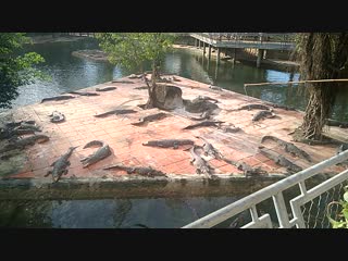 Кормления крокодилов)