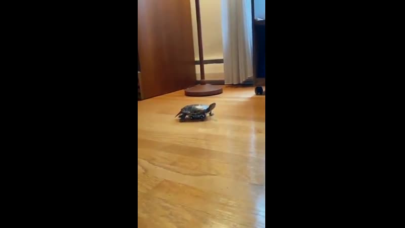 Прокачай свою черепашку