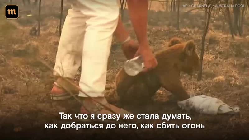 Спасение австралийской коалы