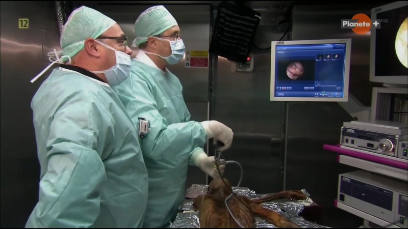 Вся правда о ледяном человеке / iceman autopsy (2011)