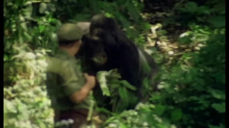 Gorilla attacks man - BEST XXX TUBE