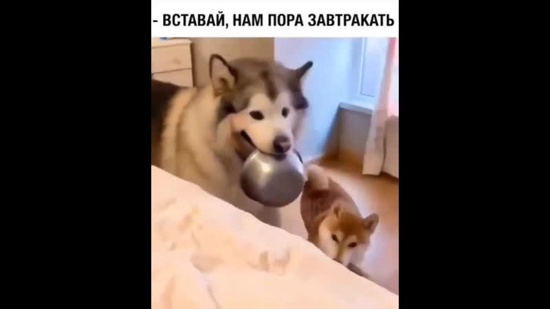 Вставай нам пора завтракать