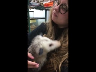 From my last day working at this nature center this old girl loved to be held and cuddled, and would crawl into my hood while i