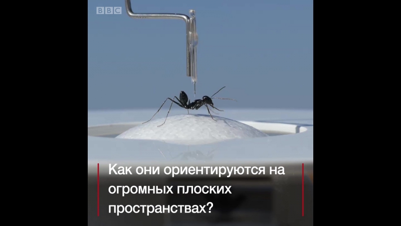 Муравей испытатель