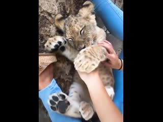 A young lion suckling on a finger