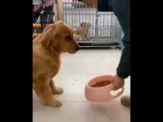 Best animals1 20200502 001930 0 mp4