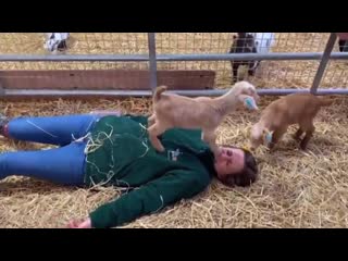 Woman get brutally trampled by goats