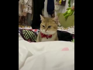 When you get traded in for a newer model