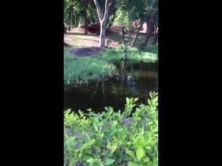 Watch drunk man jumps into lion enclosure in hyderabad porn exclusive video