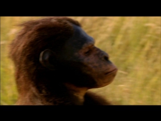 01 «первопредки» / first ancestors