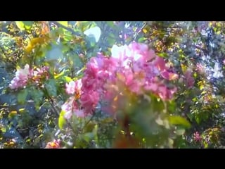 Мелодия весны цветение сада melody spring blooming garden