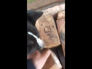 Yanika yan ( боня ) 09 01 2017г г братск ( ghw glitter nights moya oda imperator ) #аст#