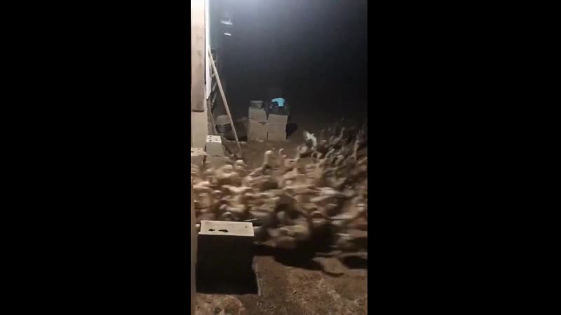 Утки ууу