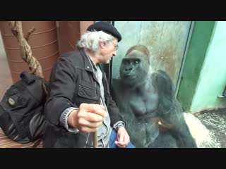 Gorilla silverback roututu meets his friend raymond hummy art sehnsucht desire