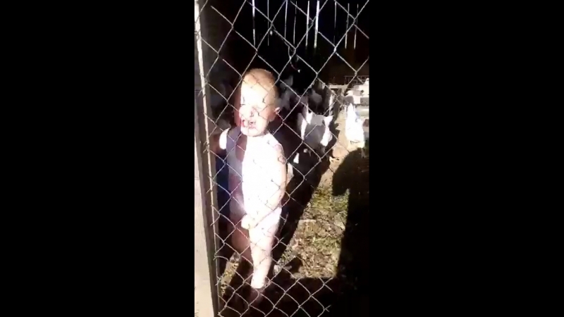 Отучили лазить в курятник