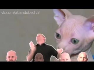 /abandobed bald cat bongos