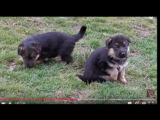 Sweet little puppies मजेदार पशु। الحيوانات